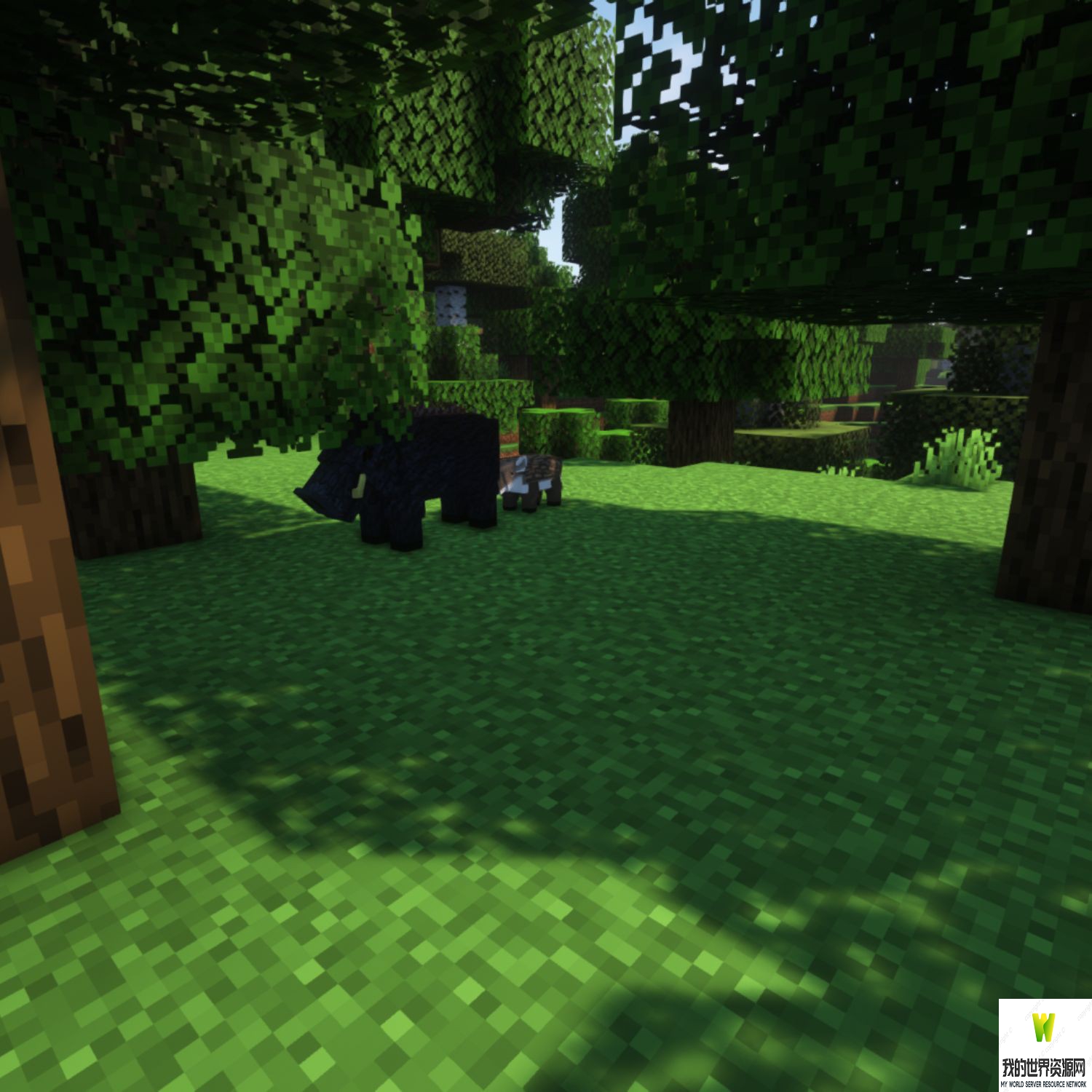 ec_forest_1_3.jpg