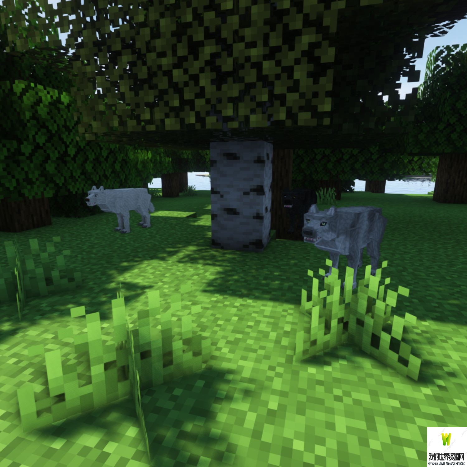 ec_forest_1_1.jpg