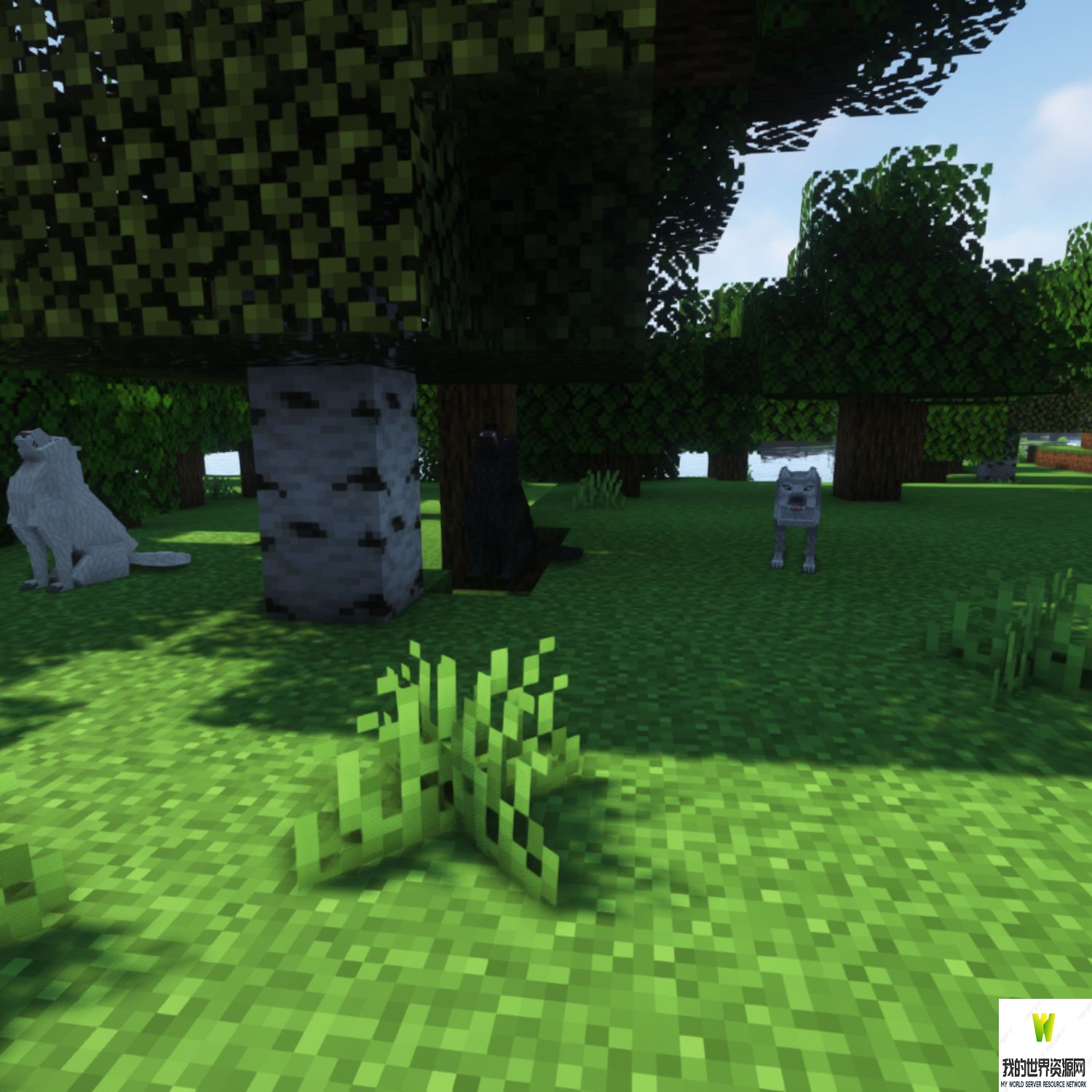 ec_forest_1_4.jpg